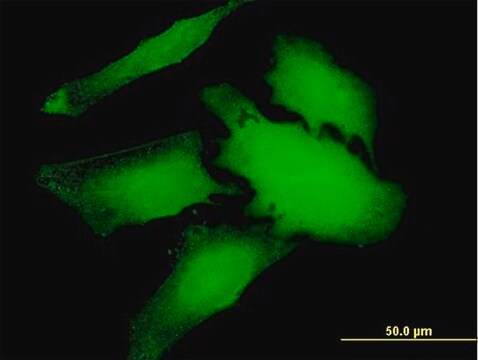 Anti-WDR66 antibody produced in mouse purified immunoglobulin, buffered aqueous solution