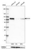 Monoclonal Anti-SOX9 antibody produced in mouse Prestige Antibodies&#174; Powered by Atlas Antibodies, clone CL0639, purified immunoglobulin, buffered aqueous glycerol solution