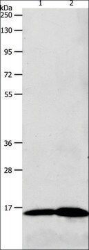 Anti-LHB antibody produced in rabbit affinity isolated antibody