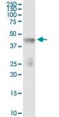 Anti-INPP1 antibody produced in rabbit purified immunoglobulin, buffered aqueous solution