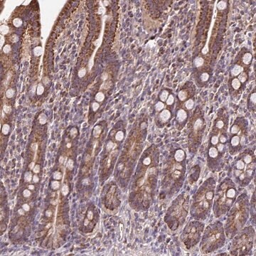 Anti-MAN1A1 antibody produced in rabbit Prestige Antibodies&#174; Powered by Atlas Antibodies, affinity isolated antibody, buffered aqueous glycerol solution