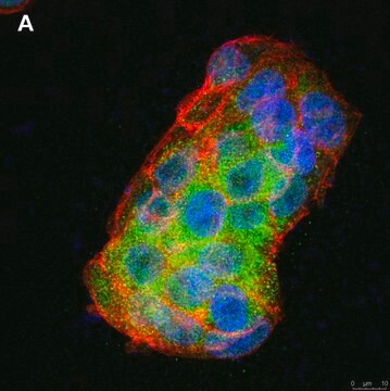 Anti-BMP-2 Antibody, clone 4O5 ZooMAb&#174; Rabbit Monoclonal recombinant, expressed in HEK 293 cells