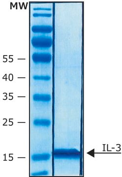 IL-3 from mouse Carrier free, recombinant, expressed in E. coli, &#8805;98% (SDS-PAGE), suitable for cell culture