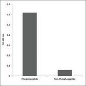 Anti-phospho-AKT1/3 (pTyr437/434) antibody produced in rabbit affinity isolated antibody