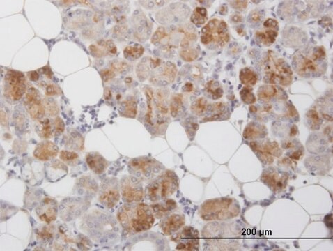 Monoclonal Anti-CLEC2D antibody produced in mouse clone 4C7, purified immunoglobulin, buffered aqueous solution