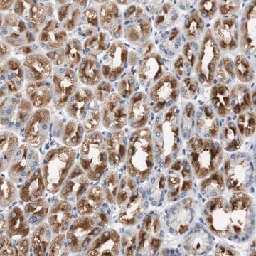 Anti-GRM1 antibody produced in rabbit Prestige Antibodies&#174; Powered by Atlas Antibodies, affinity isolated antibody, buffered aqueous glycerol solution