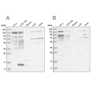 Anti-PUM1 antibody produced in rabbit Prestige Antibodies&#174; Powered by Atlas Antibodies, affinity isolated antibody, buffered aqueous glycerol solution