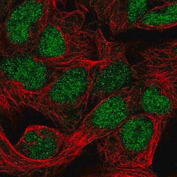 Anti-FAM208B antibody produced in rabbit Prestige Antibodies&#174; Powered by Atlas Antibodies, affinity isolated antibody