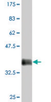 Monoclonal Anti-FRMD3 antibody produced in mouse clone 2F1, purified immunoglobulin, buffered aqueous solution