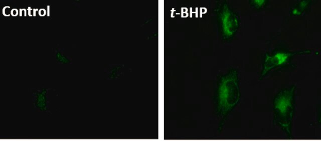 BioTracker&#8482; Mitochondrial Lipid Peroxide Live Cell Ferroptosis Indicator