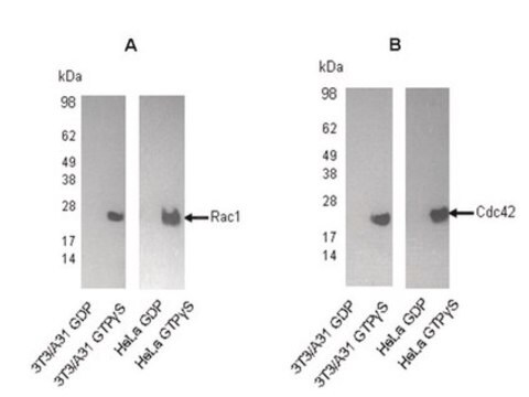 Rac1/Cdc42 Activation Assay Kit The Rac1/Cdc42 Activation Assay provides an effective method for detecting Rac &amp; Cdc42 activity in cell lysates.