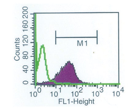 Anti-Shiga Toxin 1, B Subunit-FITC antibody, Mouse monoclonal clone 13C4, purified from hybridoma cell culture