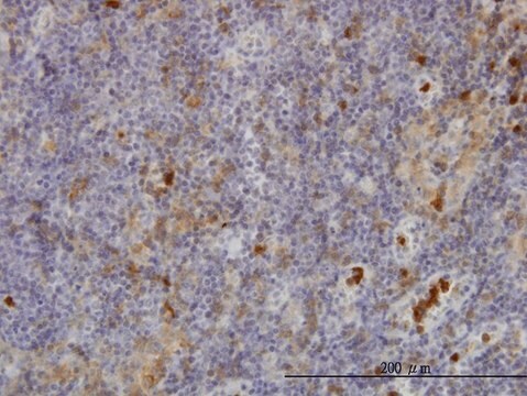 ANTI-FGR antibody produced in mouse clone 3B11, purified immunoglobulin, buffered aqueous solution
