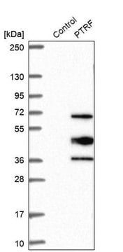 Anti-PTRF antibody produced in rabbit Prestige Antibodies&#174; Powered by Atlas Antibodies, affinity isolated antibody, buffered aqueous glycerol solution