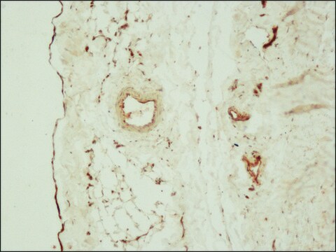 Anti-Claudin-5 antibody produced in rabbit ~1.0&#160;mg/mL, affinity isolated antibody