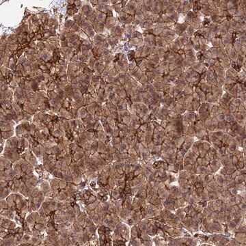 Anti-HOMER2 antibody produced in rabbit Prestige Antibodies&#174; Powered by Atlas Antibodies, affinity isolated antibody, buffered aqueous glycerol solution