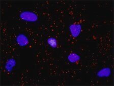 Monoclonal Anti-GSK3B antibody produced in mouse clone 1H3, purified immunoglobulin, buffered aqueous solution