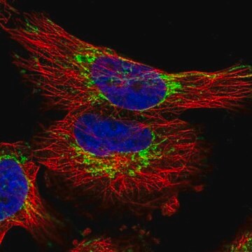 Anti-TIMM23 antibody produced in rabbit Prestige Antibodies&#174; Powered by Atlas Antibodies, affinity isolated antibody, buffered aqueous glycerol solution