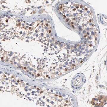 Anti-NXF3 antibody produced in rabbit Prestige Antibodies&#174; Powered by Atlas Antibodies, affinity isolated antibody, buffered aqueous glycerol solution