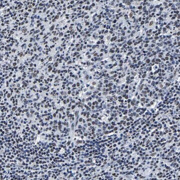 Anti-RBM45 antibody produced in rabbit Prestige Antibodies&#174; Powered by Atlas Antibodies, affinity isolated antibody, buffered aqueous glycerol solution