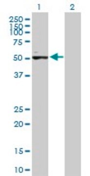 Anti-ACVR1C antibody produced in mouse purified immunoglobulin, buffered aqueous solution