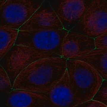 Anti-PGLYRP2 antibody produced in rabbit Prestige Antibodies&#174; Powered by Atlas Antibodies, affinity isolated antibody