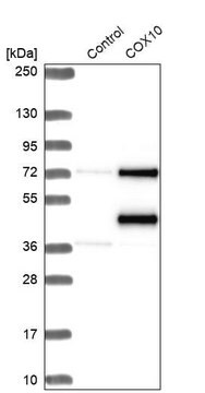 Anti-COX10 antibody produced in rabbit Prestige Antibodies&#174; Powered by Atlas Antibodies, affinity isolated antibody, buffered aqueous glycerol solution