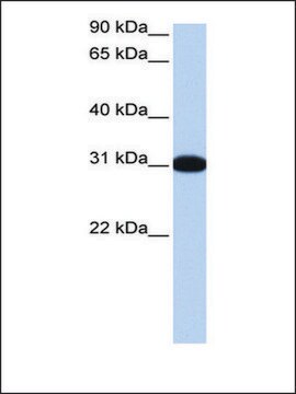Anti-MBNL2 antibody produced in rabbit affinity isolated antibody