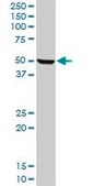 Anti-HPX antibody produced in rabbit purified immunoglobulin, buffered aqueous solution