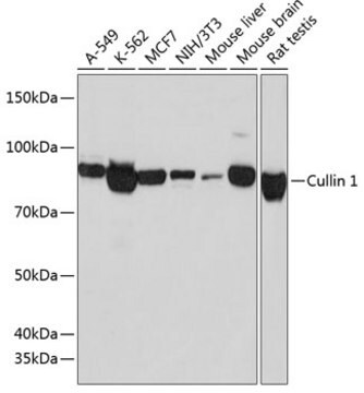 Anti-Cullin 1 Antibody, clone 5I5Z3, Rabbit Monoclonal