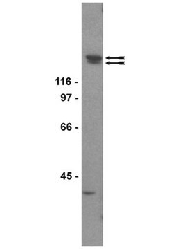 Anti-KDR/Flk-1/VEGFR2 Antibody, clone CH-11 clone CH-11, Upstate&#174;, from mouse