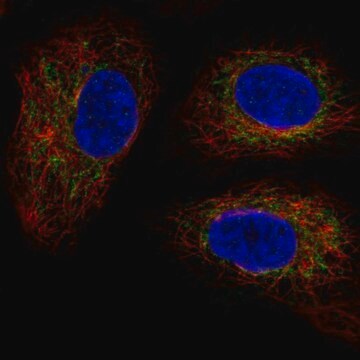 Anti-TMEM11 antibody produced in rabbit Prestige Antibodies&#174; Powered by Atlas Antibodies, affinity isolated antibody