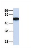 Anti-FOXA1 (ab2) antibody produced in rabbit affinity isolated antibody