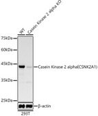 Anti-[KD Validated] Casein Kinase 2 alpha (CSNK2A1) Antibody, clone 2P3M7, Rabbit Monoclonal