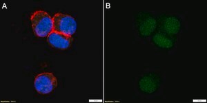Anti-Cyclin E Antibody, clone 1C7 ZooMAb&#174; Rabbit Monoclonal recombinant, expressed in HEK 293 cells