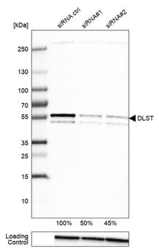 Anti-DLST antibody produced in rabbit Prestige Antibodies&#174; Powered by Atlas Antibodies, affinity isolated antibody, buffered aqueous glycerol solution