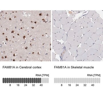 Anti-FAM81A antibody produced in rabbit Prestige Antibodies&#174; Powered by Atlas Antibodies, affinity isolated antibody, buffered aqueous glycerol solution