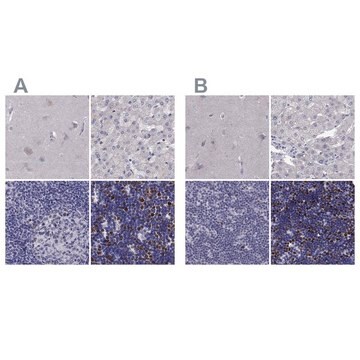 Anti-UHRF1 antibody produced in rabbit Prestige Antibodies&#174; Powered by Atlas Antibodies, affinity isolated antibody