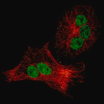 Anti-CDKN1A antibody produced in mouse Prestige Antibodies&#174; Powered by Atlas Antibodies, clone CL13081, purified by using Protein A, buffered aqueous glycerol solution