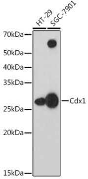 Anti-Cdx1 Antibody, clone 8F6T7, Rabbit Monoclonal