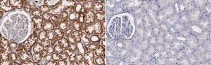 Anti-GRP75 Antibody, clone 2D20 ZooMAb&#174; Rabbit Monoclonal recombinant, expressed in HEK 293 cells
