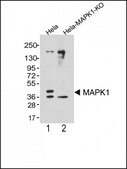 [KO Validated]Anti-Erk2 antibody produced in mouse [Knockout Validated]purified monoclonal antibody, buffered aqueous solution