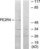 Anti-PE2R4 antibody produced in rabbit affinity isolated antibody