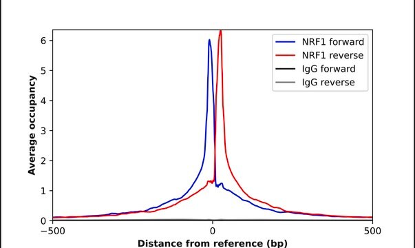 Anti-NRF1 antibody produced in rabbit Prestige Antibodies&#174; Powered by Atlas Antibodies, affinity isolated antibody, buffered aqueous glycerol solution