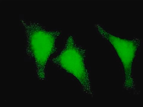 ANTI-STAU1 antibody produced in mouse clone 4D6, purified immunoglobulin, buffered aqueous solution