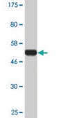 Monoclonal Anti-IMPA1 antibody produced in mouse clone 1E6-F11, ascites fluid