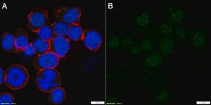 Anti-NFATc1 Antibody, clone 1O16 ZooMAb&#174; Rabbit Monoclonal recombinant, expressed in HEK 293 cells