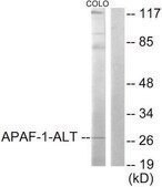 Anti-APAF-1-ALT antibody produced in rabbit affinity isolated antibody