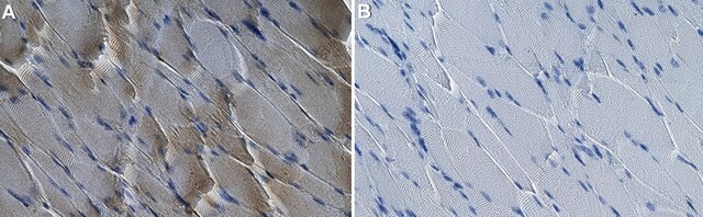 Anti-NEK7 Antibody, clone 1C10 ZooMAb&#174; Rabbit Monoclonal recombinant, expressed in HEK 293 cells