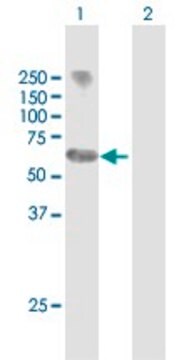 Anti-MYCN antibody produced in mouse purified immunoglobulin, buffered aqueous solution